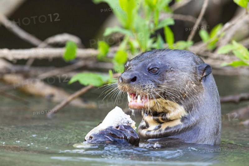 Giant otter (Pteronura brasiliensis) Pantanal Brazil