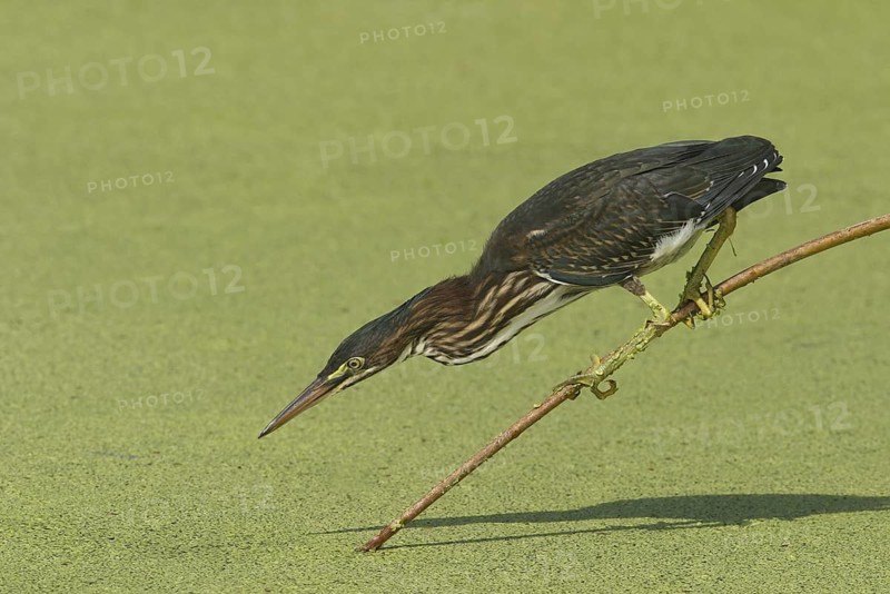 Green Heron (Butorides virescens), Florida, USA