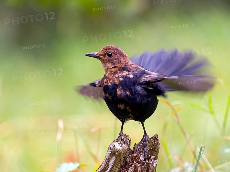 A blackbird (Turdus merula) stands on a root with its wings spread, dynamic movement, Hesse, Germany