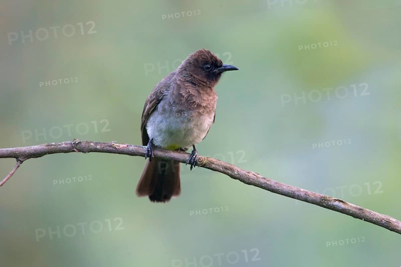 Dark-capped Bulbul (Pycnonotus tricolor) perched on a branch, Uganda