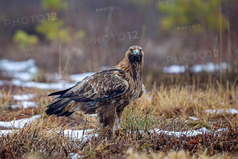 European golden eagle (Aquila chrysaetos chrysaetos) adult resting in moorland, heathland in winter