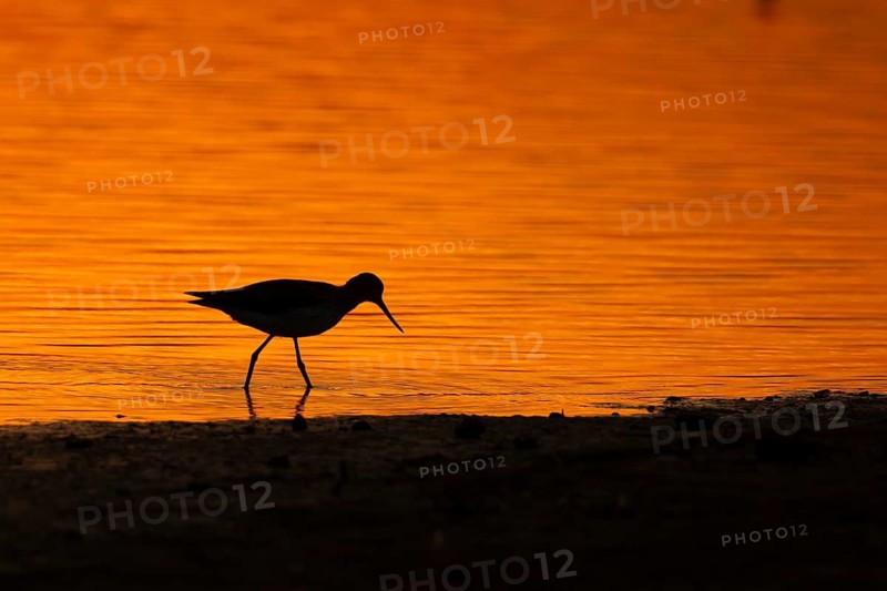 Common redshank (Tringa totanus) silhouette of an adult wading bird in a lagoon at sunset, Norfolk, England, United Kingdom