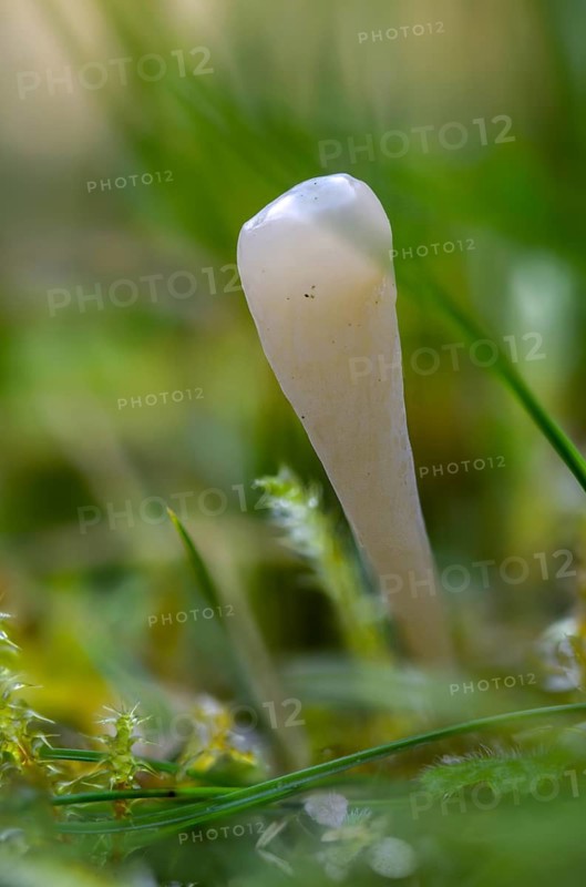 Clavaria Krieglsteineri, constricted mace, false-colored club, fungi, fungus, high size, vertical format, mushrooms