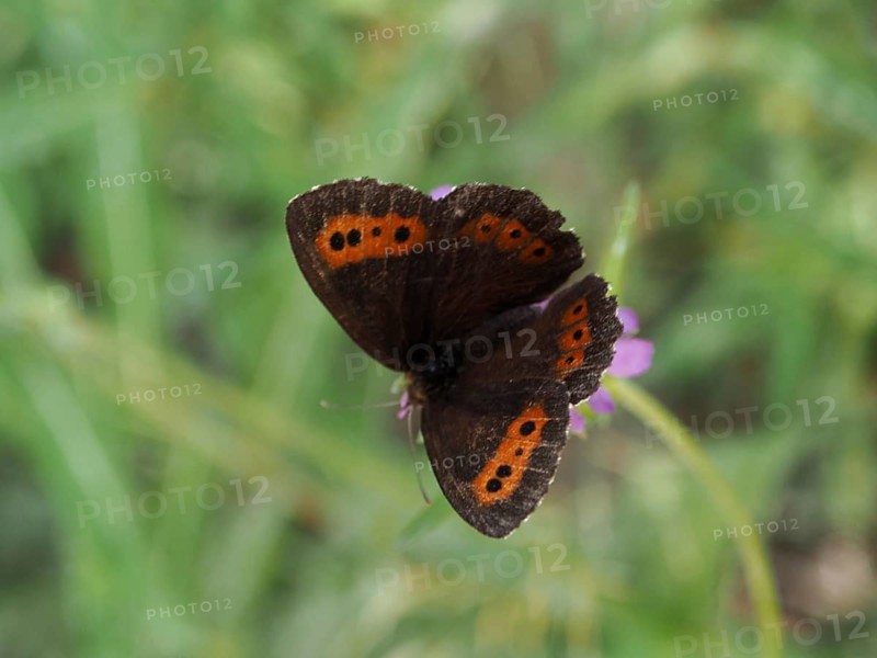 A butterfly with brown-orange wings, the White-banded Brown (Erebia ligea), on a flower, Goms, Canton of Valais, Switzerland
