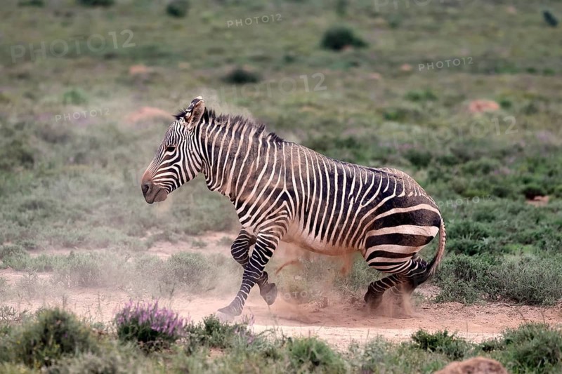 Cape Mountain Zebra (Equus zebra), adult, sand bath, Mountain Zebra National Park, Eastern Cape, South Africa