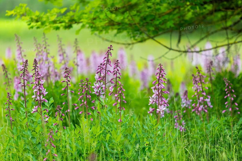 Dipdam (Dictamnus albus), rue family, group in the field, flowering, spring, Neuenburg, Baden-Württemberg, Germany