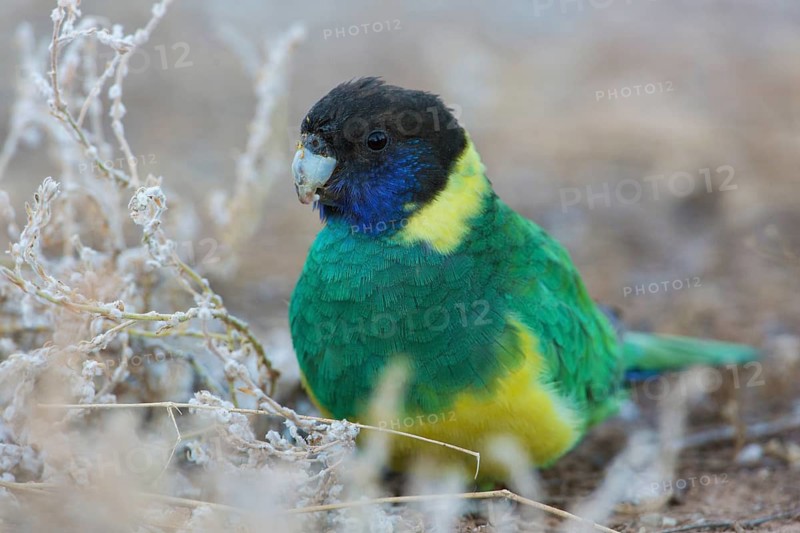 Australian Ringneck (Barnardius zonarius zonarius) perched on the ground feeding on seeds, Northern Territory, Australia