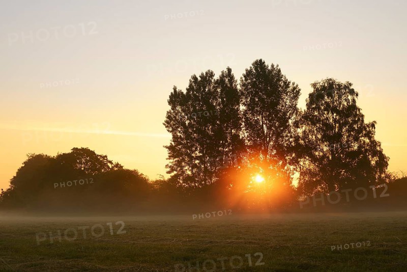 Deciduous trees and meadow at sunrise, North Rhine-Westphalia, Germany
