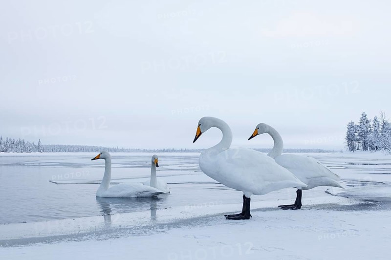 Whooper Swan (Cygnus cygnus) group, Finland