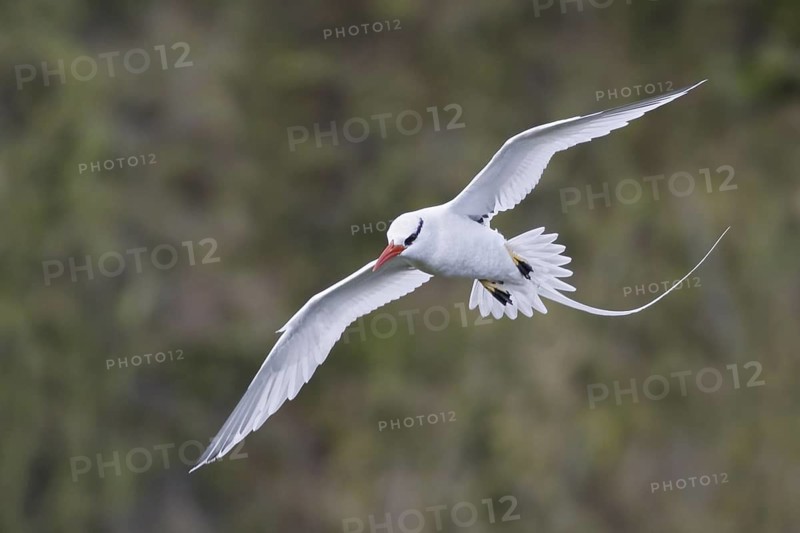 Red-billed Tropicbird (Phaethon aethereus) flying, Trinidad and Tobago