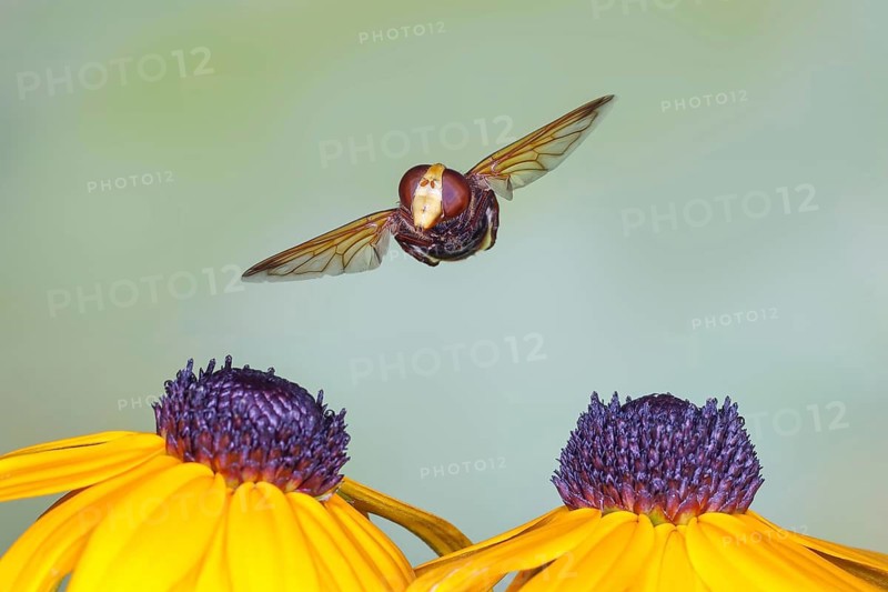 Hornet hoverfly (Volucella zonaria), large forest hoverfly, giant bumblebee hoverfly, commonly known as the hornet hoverfly, flying over the flowers of the yellow coneflower (Echinacea paradoxa), Wildlife, high-speed nature photography, insects, Siegerland, North Rhine-Westphalia, Germany