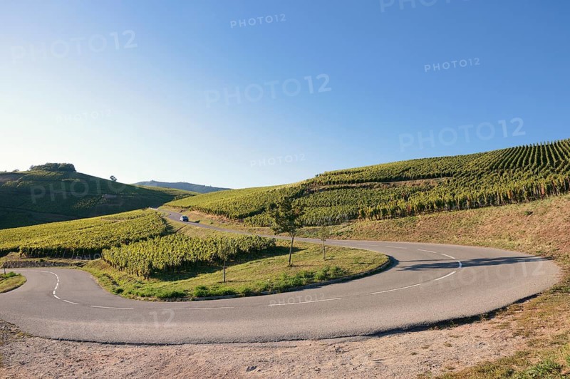 Road and vineyard, Haut-Rhin, Alsace, Grand Est, France