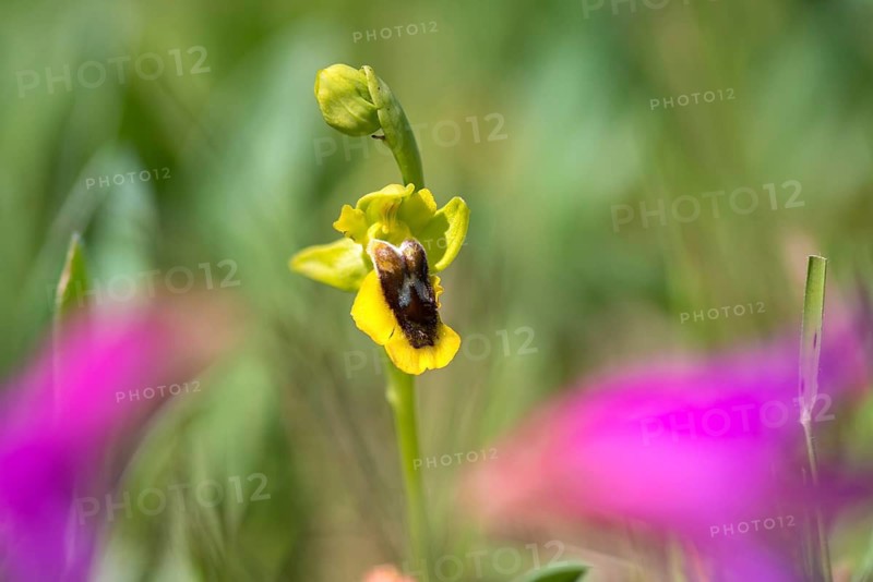 Yellow ragwort, granelli, Italy, ophrys lutea, orchidaceae, orchids, orchid plants, Pantani Cuba and longarini, yellow bee orchid, migratory bird sanctuary Pantani Cuba & longarini, flora, Italy, plants, plants, Sicily, foundation pro biodiversity