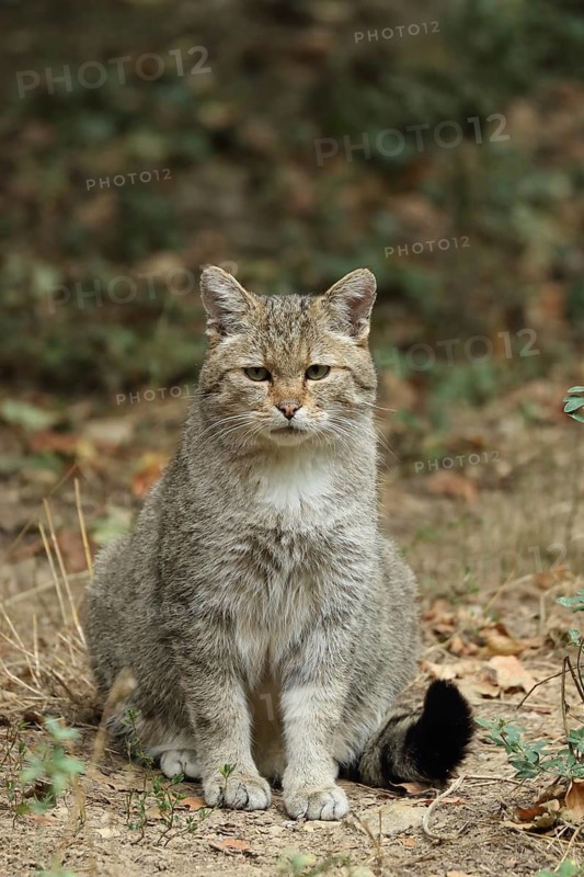 A wildcat sits in the forest, surrounded by leaves and greenery, gazing intently, European wildcat (Felis silvestris), alert, in captivity, Bavaria, Germany