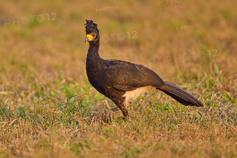 The bird with a feathered cap stands vigilantly in a spacious meadow, Bare-faced Hokko (Crax fasciolata), Pantanal, Mato Grosso, Brazil