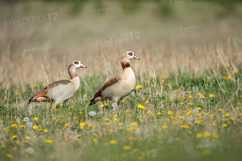 Alopoch aegyptiacus, Egyptian goose, Nile goose, Anatidae, birds, duckbirds, goose, geese, birds, waterbirds, waterbirds