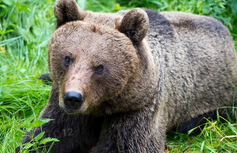 Close-up of a brown bear lying in thick grass, European brown bear (Ursus arctos arctos), Transylvania, Carpathian Mountains, Romania