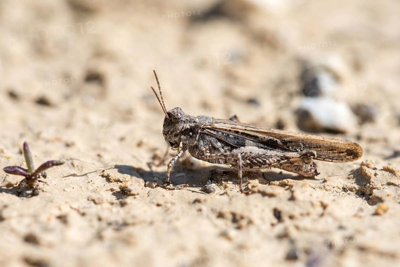 Acrotylus insubricus, caelifera, common digging grasshopper, granelli, grasshoppers, insubrian wasteland scare, Italy, short-feeler scare, Pantano Cuba lagoon, Pantani Cuba and longarini, migratory bird sanctuary Pantani Cuba & Longarini, grasshoppers, grasshoppers, insects, insects, Italy, Sicily, foundation pro biodiversity, oEdland scare spec