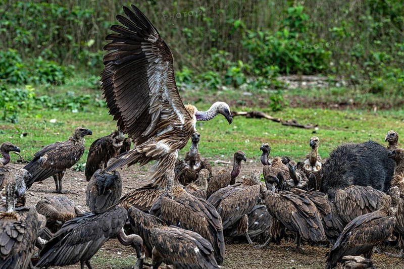 Vultures, slender-billed vulture (Gyps tenuirostris) and Bengal vulture (Gyps bengalensis), scavengers, Chitwan National Park, Terai, Nepal