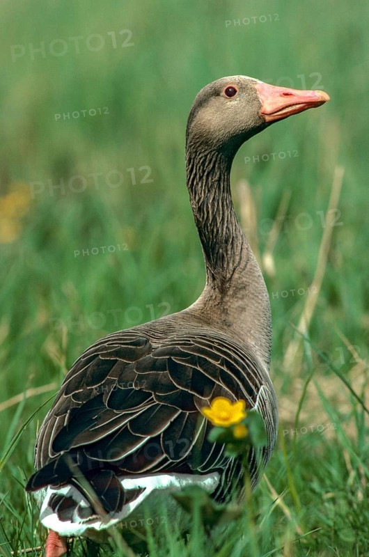 Anser Anser, Greylag or Graylag Goose, Grelag Goose, Anatidae, Birds, Duckbirds, Goose, Geese, High Size, Portrait Format, Leo, Birds, Waterbirds, Waterbirds