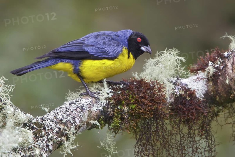 Hooded Mountain-Tanager (Buthraupis montana) perched on a branch in Ecuador, South America