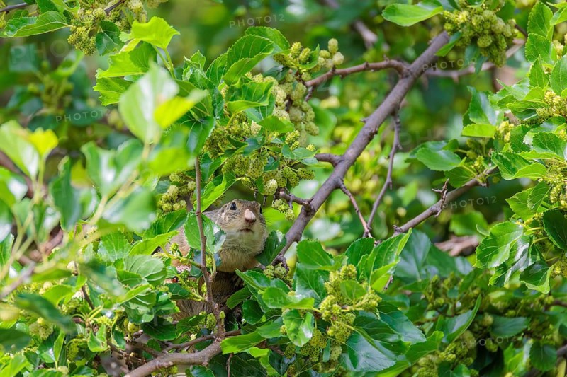 A fully grown ground squirrel (Spermophilus citellus) climbs a black mulberry tree (Morus nigra) (a rare sight) to reach the flowers. Austria