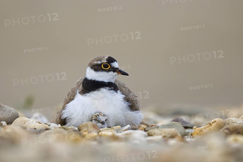 Little Ringed Plover (Charadrius dubius) with chick, North Rhine-Westphalia, Germany