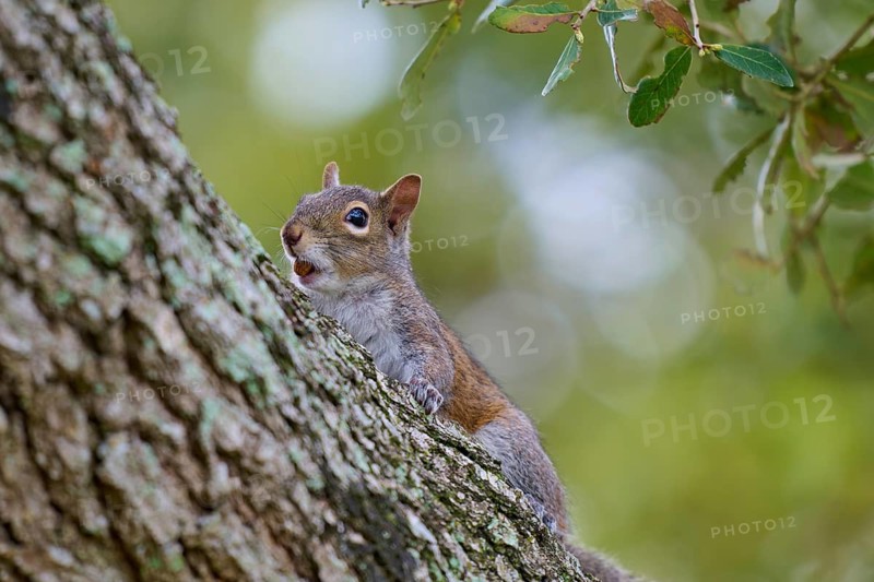 Grey Squirrel (Sciurus carolinensis), climbing on tree, springtime, Florida, USA