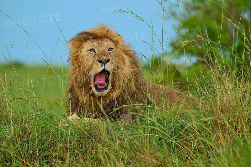 A lion with its mouth wide open, sitting in the grass during a safari, lion (Panthera leo), Masai Mara National Reserve, Narok County, Kenya