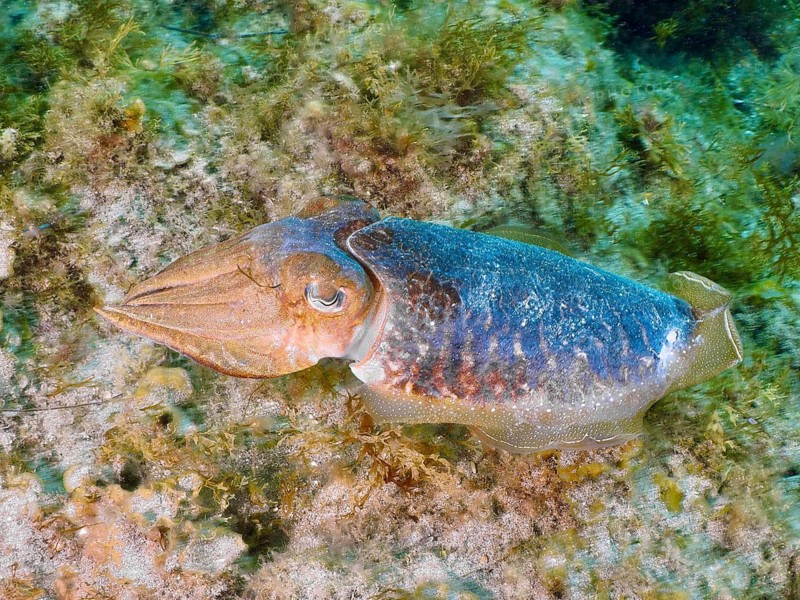 A common cuttlefish (Sepia officinalis) clings to the seabed, perfectly camouflaged, at the El Cabron Marine Reserve dive site, Arinaga, Gran Canaria, Spain, Europe, Atlantic Ocean