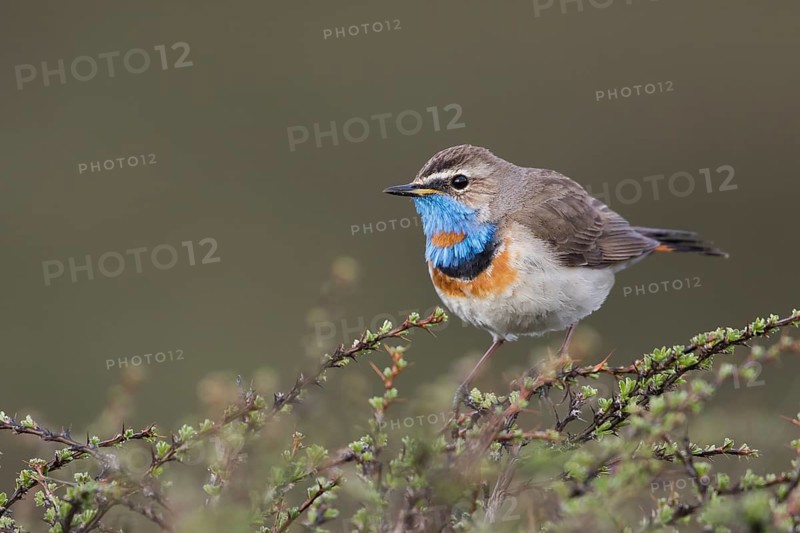 Bluethroat - Blaukehlchen - Cyanecula svecica ssp. saturatior, Kyrgyzstan, adult male