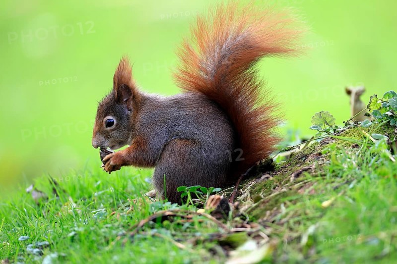 Squirrel (Sciurus vulgaris), adult, in a meadow, eating, with food, walnut, Mannheim, Germany