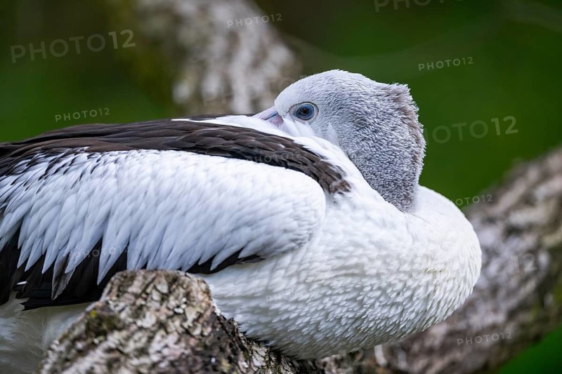 Australian pelican (Pelecanus conspicillatus), close-up, portrait, eye, captive, distribution australia