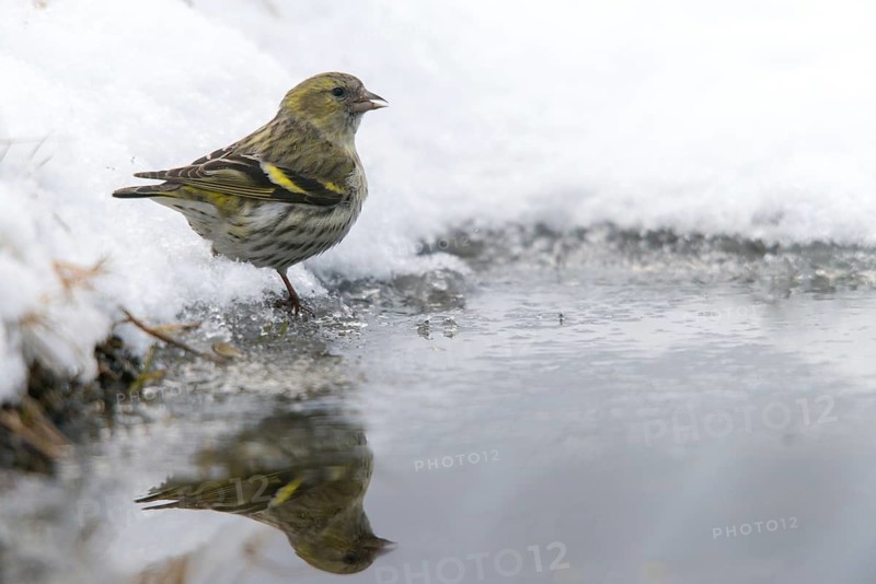 Carduelis spinus, siskin, spinus spinus, siskin, bath, bathe, bird bath, birds, female, mirror, passeri, snow, songbirds, snow, songbirds, reflection, drinking, birdbath, birds, watering place, female, winter