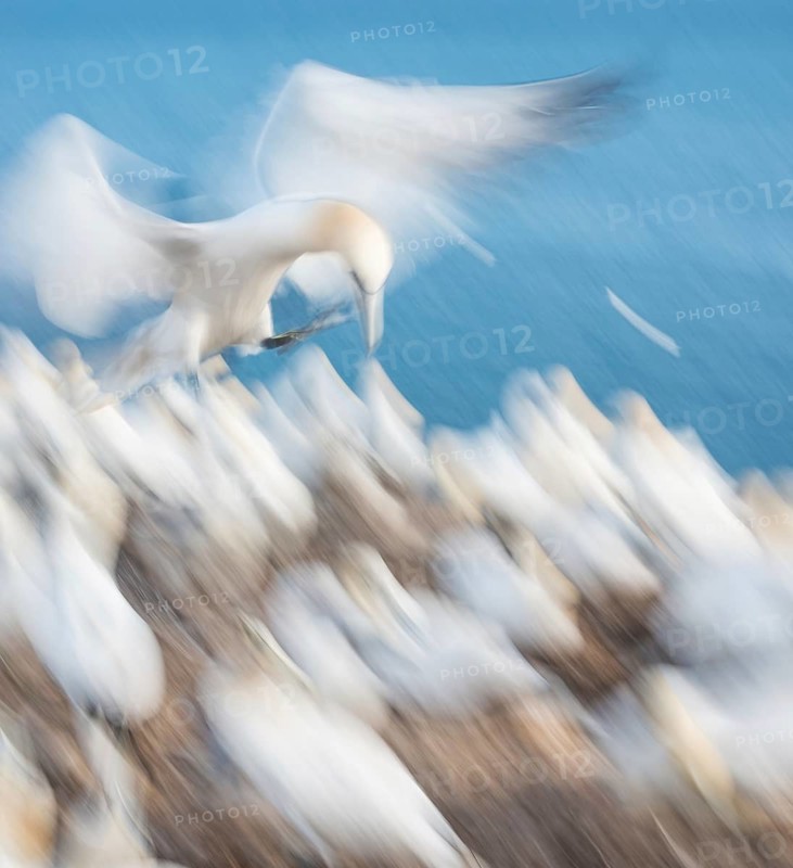 Northern Gannet (Morus bassanus) (syn. Sula bassana) with outstretched wings, head and feet extended, approaching the breeding colony, many birds perched on red rocks, both adults and juveniles, the sea in the background, flapping their wings, a dynamic scene, artistic long exposure, soft, blurred motion blur, panning, abstract, fast, speed, art, northern gannet colony at Lummenfelsen, the offshore island of Heligoland, North Sea, Pinneberg district, Schleswig-Holstein, Germany