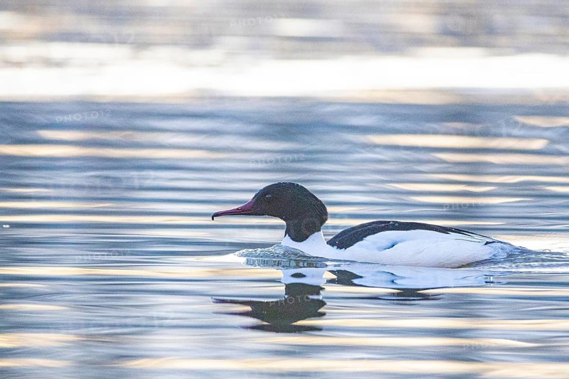 Goosander (Mergus merganser) ml Germany