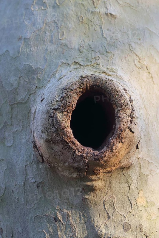 A deep, dark tree hollow with weathered wood, showing no signs of animal activity, ring-necked parakeet (Psittacula krameri), adult, nesting cavity, Luisenpark, Mannheim, Baden-Württemberg, Germany