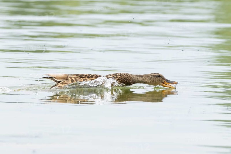 Mallard duck (Anas platyrhynchos) adult female bird catching damselflies for food on the water surface of a lake in summer, England, United Kingdom