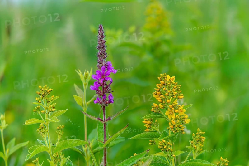 Bloodwillow, common willow, common willow, lysimachia vulgaris, lythraceae, lythrum salicaria, primrose, primulaceae, panicle-yellow willow, willow family, flora, garden loosestrife, gilbweiderich, plants, purple loosestrife, purple lythrum, spiked Loosestrife, yellow loosestrife