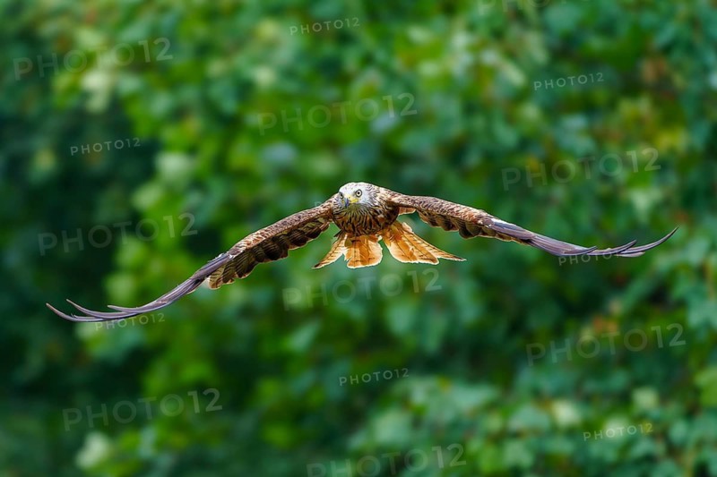 Red Kite (Milvus milvus), wildlife, Germany, a bird of prey with outstretched wings in flight
