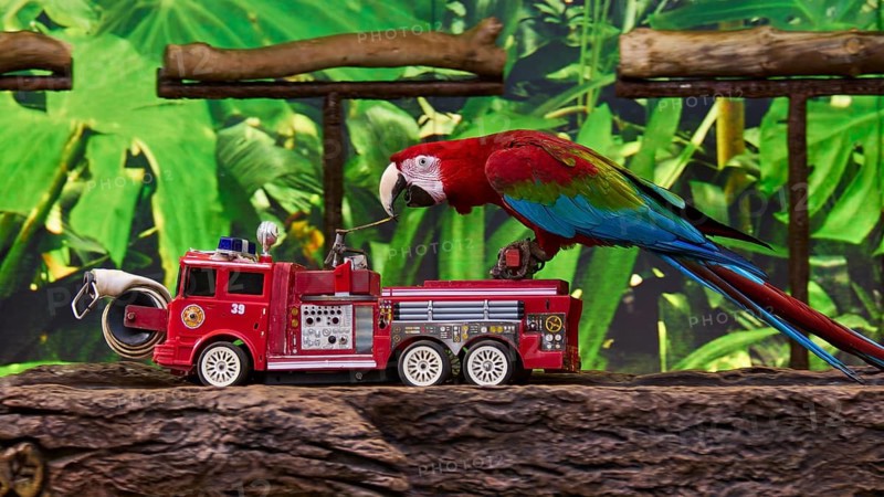 A colourful parrot inspects a red toy fire engine in a tropical environment, Parrot (Psittaciformes), Loro, Parrot show, Loro Parque, Puerto de la Cruz, Tenerife, Canary Islands, Spain