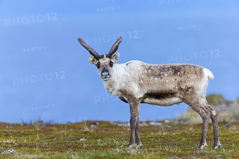 Reindeer, Ren, (Rangifer tarandus), Animals, Mammals, Deer family, Varanger, Finnmark, Norway