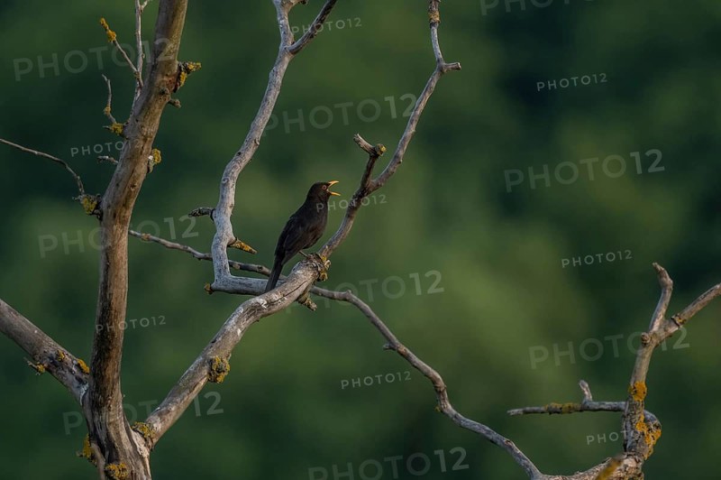Blackbird (Turdus merula) Common Blackbird sits on a branch of a dry tree. It sings when the sun rises. In the background we can see pale and dense green areas. Kaiserstuhl, Germany