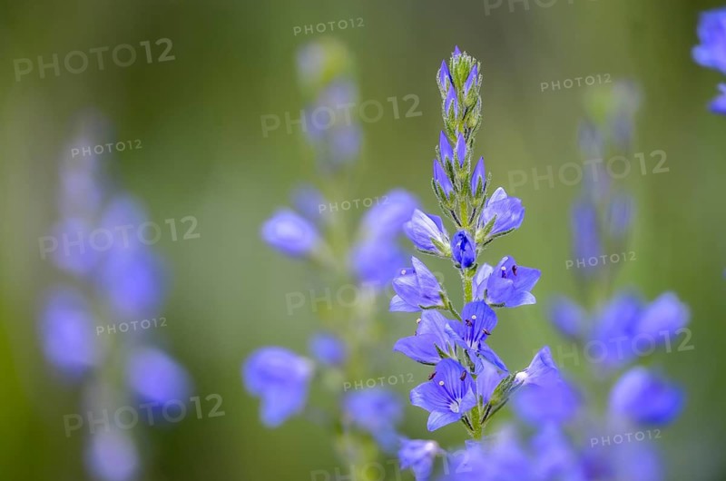 Creeping Speedwell, Honorary Prize, Hungarian Speedwell, Plantaginaceae, Veronica Teucrium, plantain plants, flora, large speedwell, plants