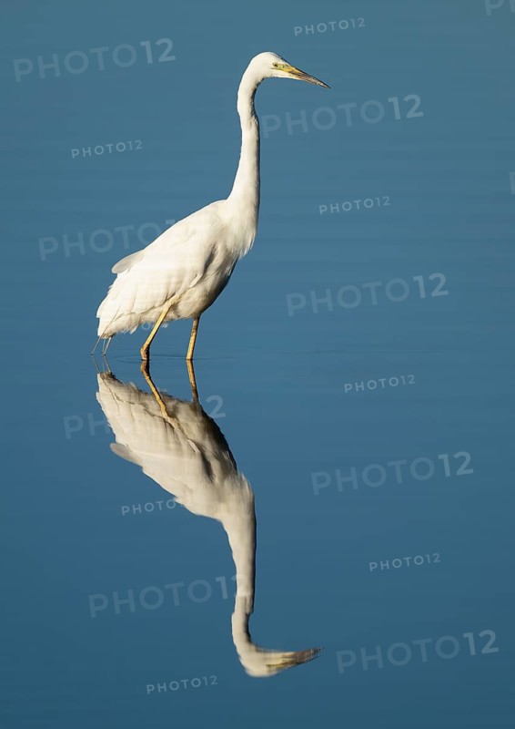 Great White Egret (Ardea alba) foraging in the shallow water zone of a lake, blue water, Lower Saxony, Germany