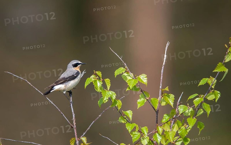Oenanthe oenanthe, stone litter, wheatear, birds, male, passeri, songbirds, birds