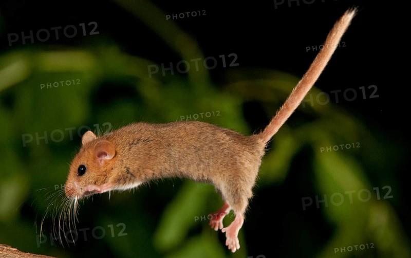 Hazel vole, Hazel dormouse, Muscardinus avellanarius, rodents, rodentia, bilche, bolt, dormice, dormouse, mammals, rodents, sleepers, jump, mammals