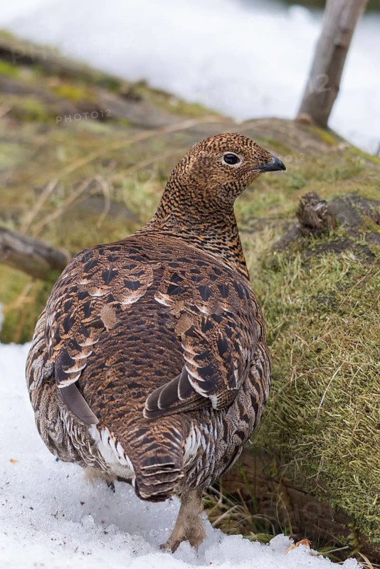 Black grouse, blackcock, Eurasian black grouse, pheasant species, Lyrurus tetrix, northern black grouse, tetrao tetrix, birds, black deer, chickens, female, galliformes, high size, portrait format, chicken, chicken birds, phasianidae, grouse, tetraonidae, birds, female