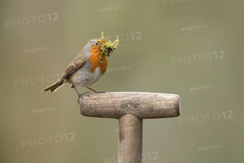 European robin (Erithacus rubecula) adult garden bird with nest material in its beak on a fork handle in spring, England, United Kingdom