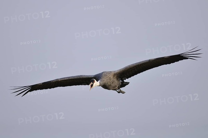 Hooded Crane (Grus monacha) flying, Arasaki, Japan